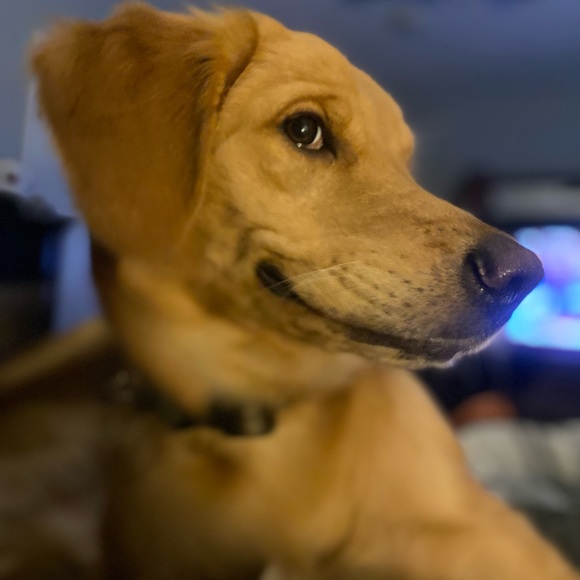 Meet your Posher, Christy - Picture 3 of 5